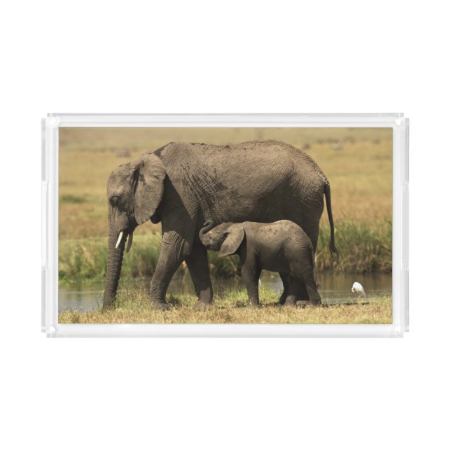 African Elephants Acrylic Tray (Front)
