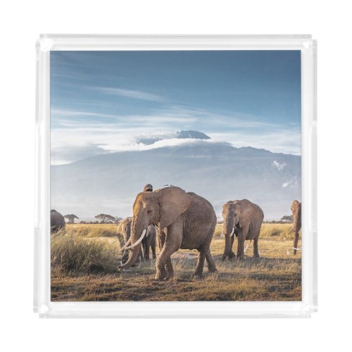 African Elephants Amboseli Walk Acrylic Tray