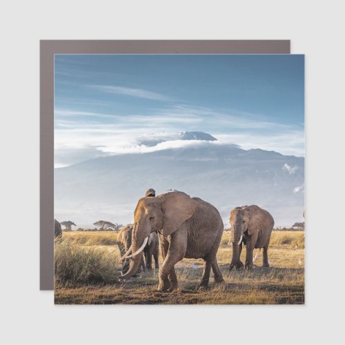 African Elephants Amboseli Walk Car Magnet