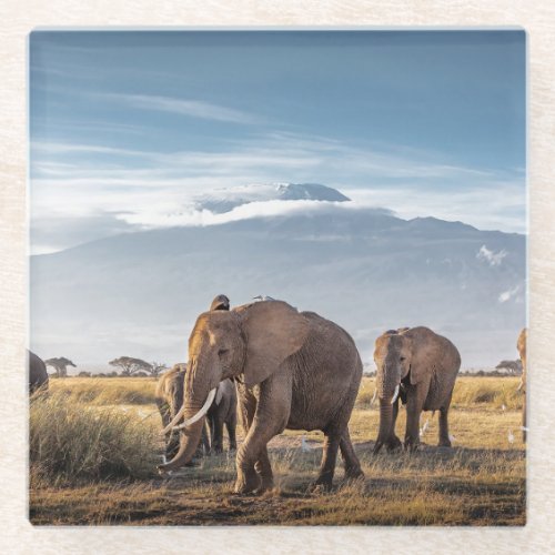 African Elephants Amboseli Walk Glass Coaster