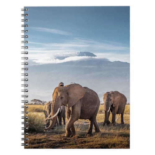 African Elephants Amboseli Walk Notebook