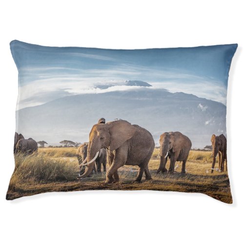 African Elephants Amboseli Walk Pet Bed