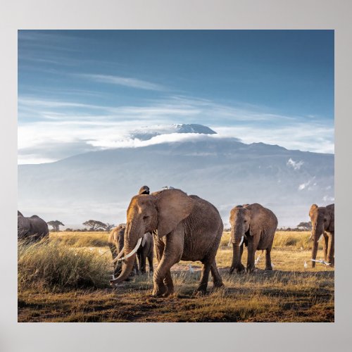African Elephants Amboseli Walk Poster