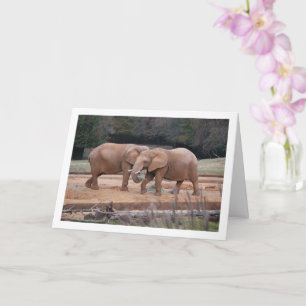 African Elephants Card