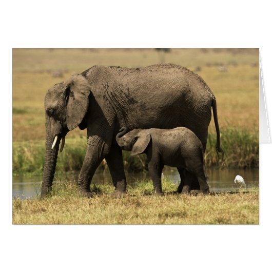 African Elephants Cards (Front Horizontal)