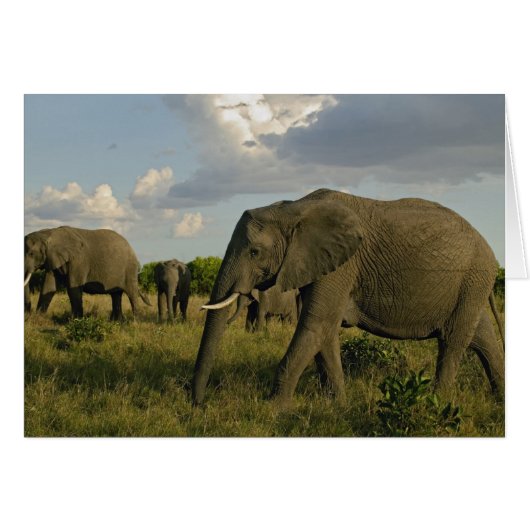African Elephants grazing, Loxodonta africana, (Front Horizontal)
