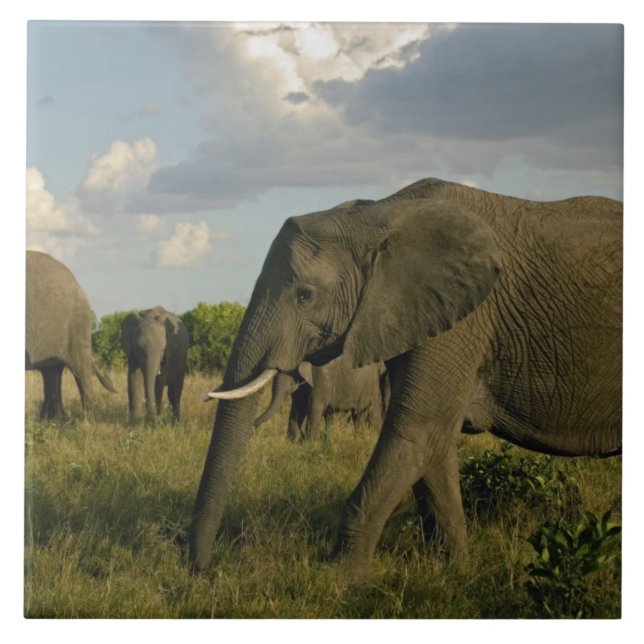 African Elephants grazing, Loxodonta africana, Ceramic Tile (Front)