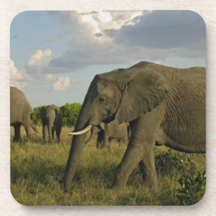 African Elephants grazing, Loxodonta africana, Drink Coaster