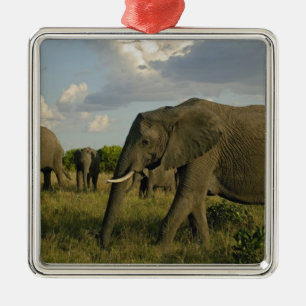 African Elephants grazing, Loxodonta africana, Metal Ornament