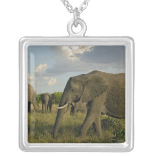 African Elephants grazing, Loxodonta africana, Silver Plated Necklace