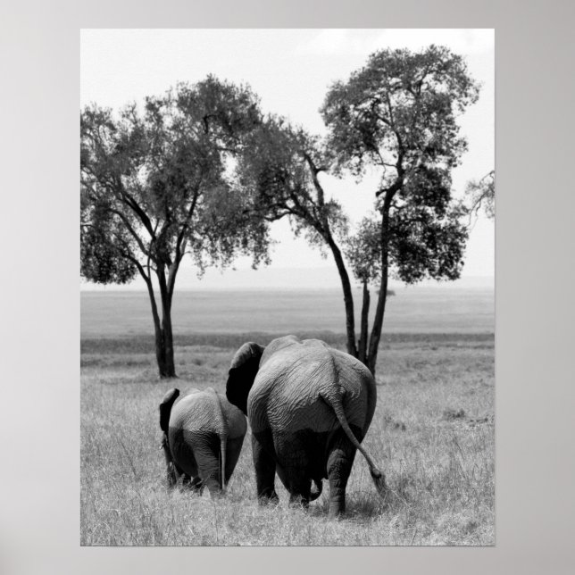 African Elephants in the Masai Mara, Kenya Poster (Front)