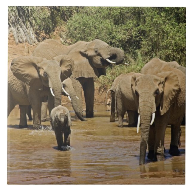 African Elephants, Loxodonta Africana, Samburu Ceramic Tile (Front)