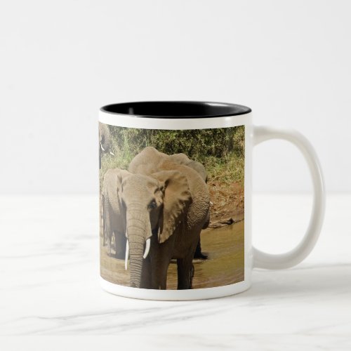 African Elephants Loxodonta Africana Samburu Two_Tone Coffee Mug