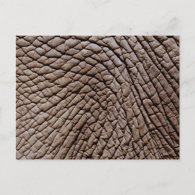African elephant's (Loxodonta africana) skin Postcard (Front)
