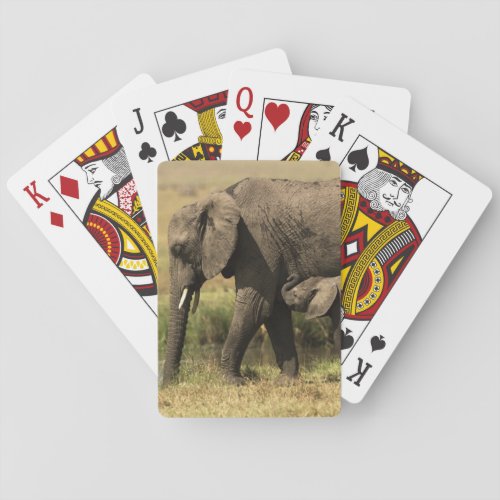 African Elephants Poker Cards