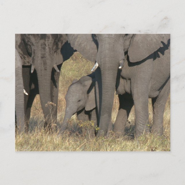 African elephants postcard (Front)