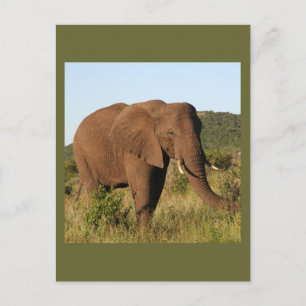 African Elephants Postcard