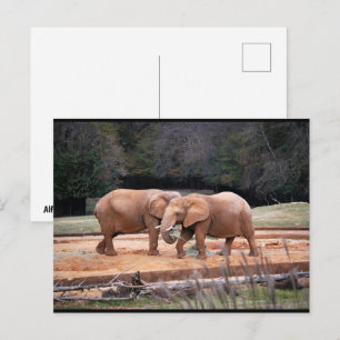 African Elephants Postcard
