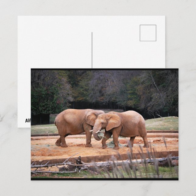 African Elephants Postcard (Front/Back)