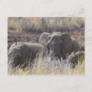 African Elephants Postcard