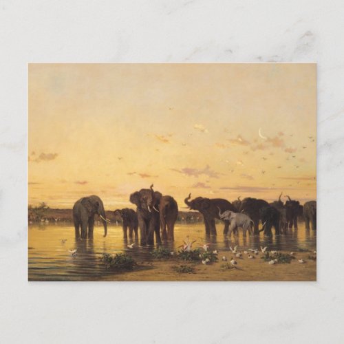 African Elephants Postcard