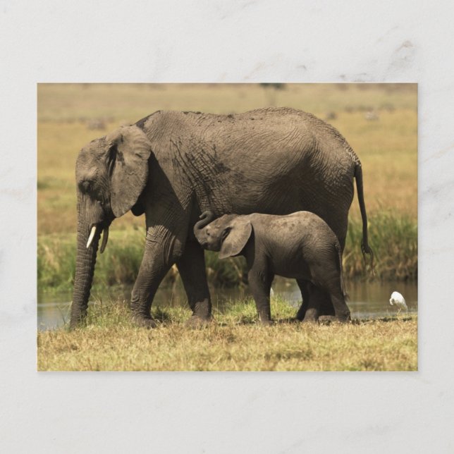 African Elephants Postcard (Front)