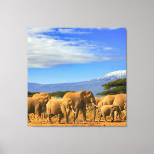African Elephants Safari Canvas Print