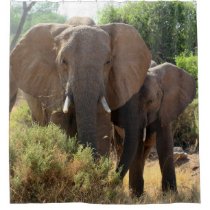 African Elephants shower curtain