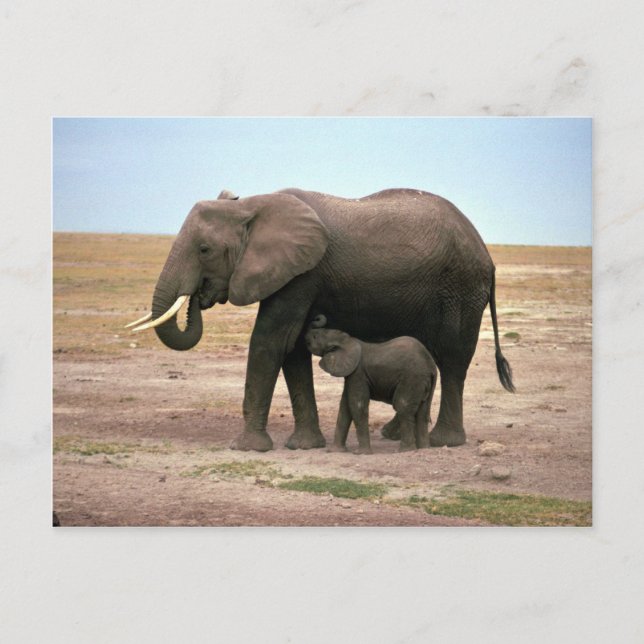 African Elephants - Small Calf Nursing Postcard (Front)