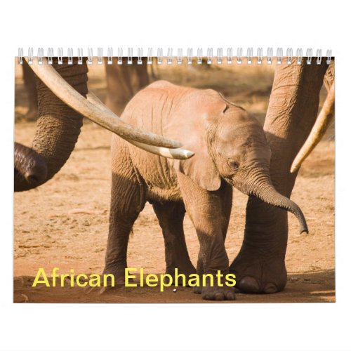 African Elephants Wall Calendar