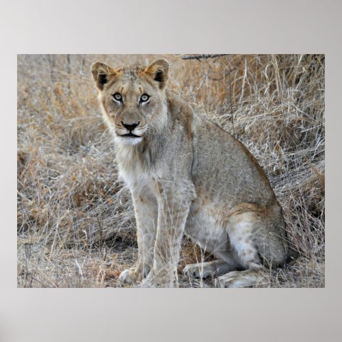 African Female Lioness Lion Poster