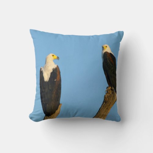 African Fish Eagle Haliaeetus Vocifer Throw Pillow