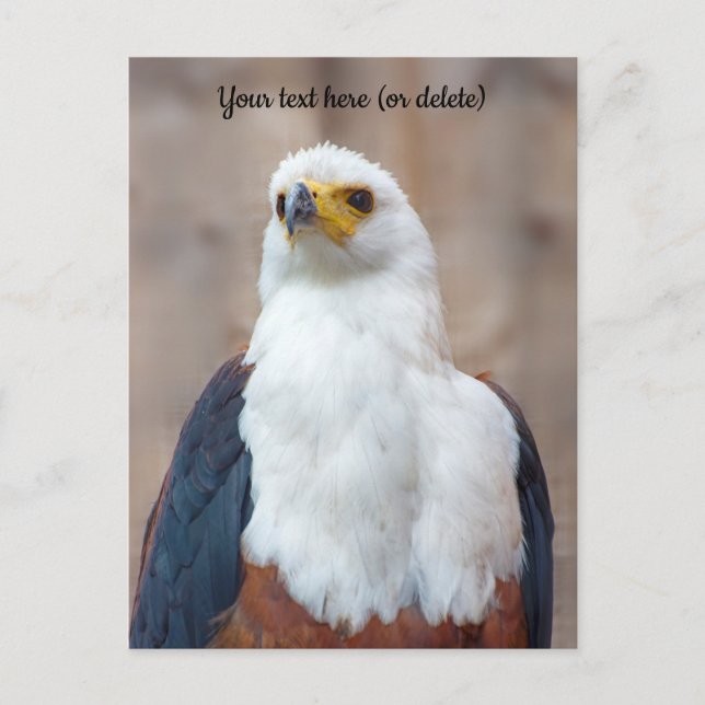 African Fish Eagle Postcard (Front)