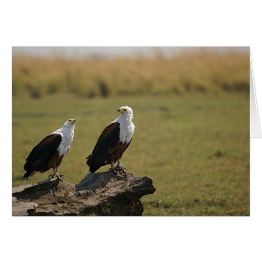 African Fish Eagles Cards (Front Horizontal)