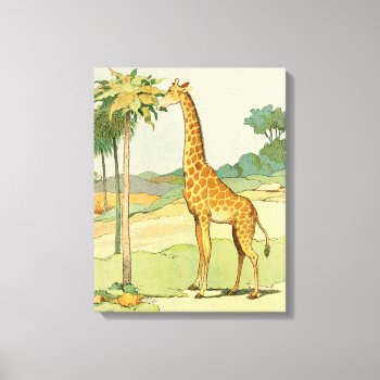 African Giraffe Eating Acacia Leaves Canvas Print by kidslife at Zazzle