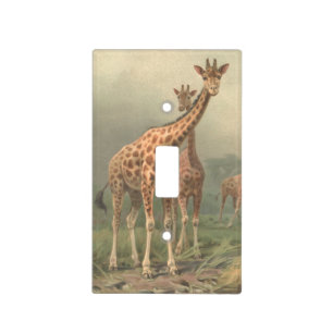 African giraffe in the savanna. light switch cover