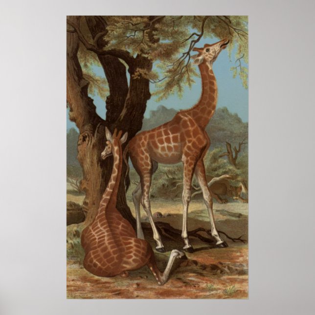 African Giraffe Poster (Front)