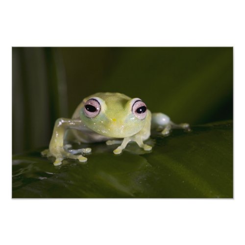 African Glass Frog Hyperolius viridiflavus Photo Print