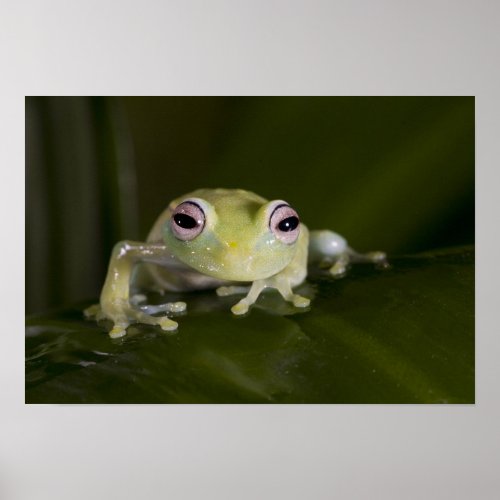 African Glass Frog Hyperolius viridiflavus Poster