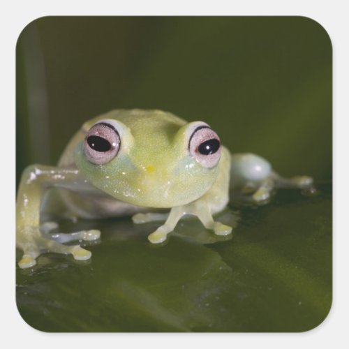 African Glass Frog Hyperolius viridiflavus Square Sticker