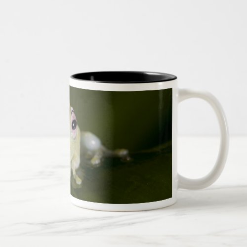 African Glass Frog Hyperolius viridiflavus Two_Tone Coffee Mug