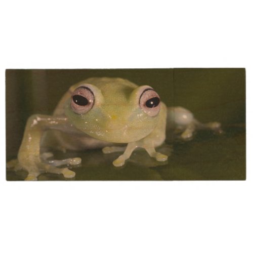African Glass Frog Hyperolius viridiflavus Wood Flash Drive