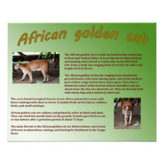 African Golden Cat Photo Print