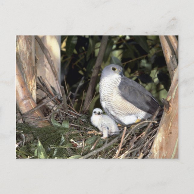 African Goshawk Postcard (Front)