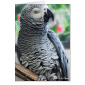 "African Gray Parrot" (Front)