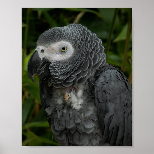 African Gray Parrot - Bird Photography Poster (Front)