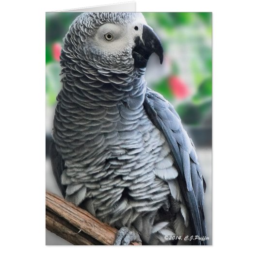 "African Gray Parrot" Cards (Front)