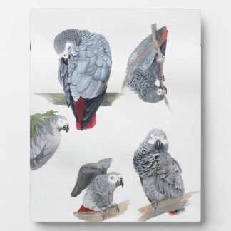 African Gray Parrot. Exclusive designed by Griff Plaque