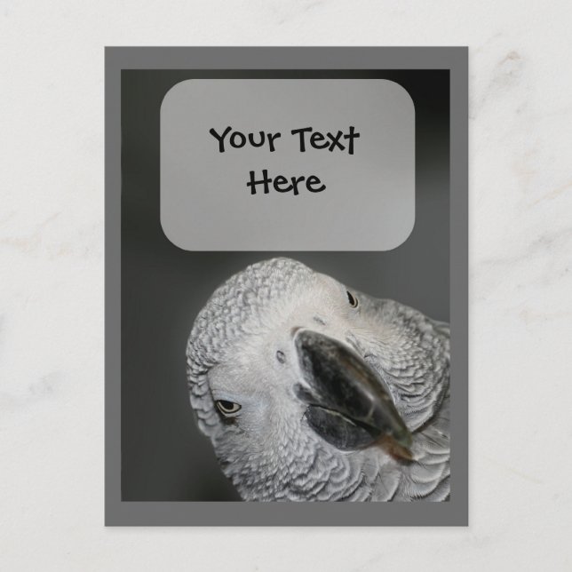African Gray Parrot Face Animal Postcard (Front)