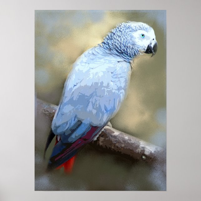 African Gray Parrot Fine Art Prints (Front)